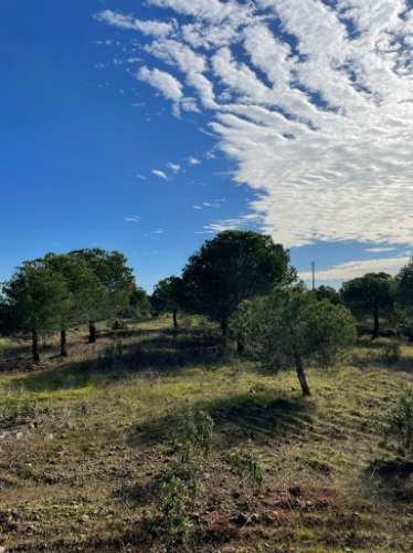 TERRENO RUSTICO COM 23.320 M2 - COM MUITAS ÁRVORES - ACESSO POR ASFALTO - PRÓXIMO A CORTE VELHA - ODELEITE - CASTRO MARIM - ALGARVE