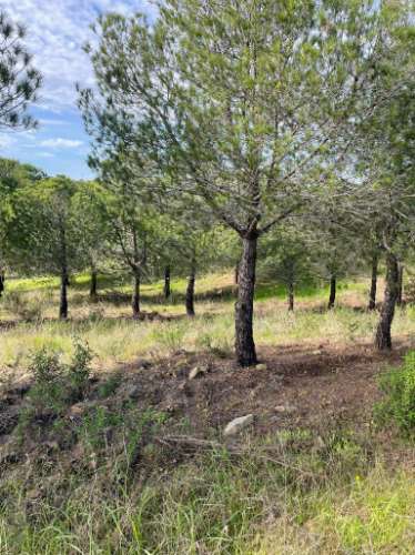 TERRENO RUSTICO COM 23.320 M2 - COM MUITAS ÁRVORES - ACESSO POR ASFALTO - PRÓXIMO A CORTE VELHA - ODELEITE - CASTRO MARIM - ALGARVE