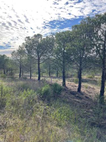 TERRENO RUSTICO COM 23.320 M2 - COM MUITAS ÁRVORES - ACESSO POR ASFALTO - PRÓXIMO A CORTE VELHA - ODELEITE - CASTRO MARIM - ALGARVE