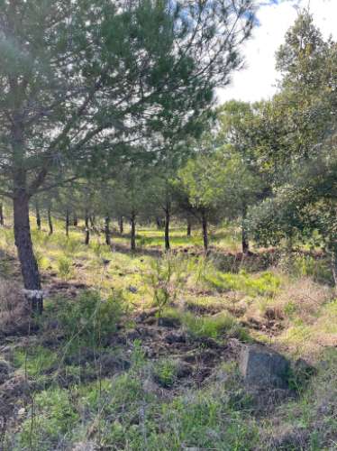 TERRENO RUSTICO COM 23.320 M2 - COM MUITAS ÁRVORES - ACESSO POR ASFALTO - PRÓXIMO A CORTE VELHA - ODELEITE - CASTRO MARIM - ALGARVE