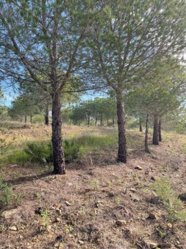 TERRENO RUSTICO COM 23.320 M2 - COM MUITAS ÁRVORES - ACESSO POR ASFALTO - PRÓXIMO A CORTE VELHA - ODELEITE - CASTRO MARIM - ALGARVE