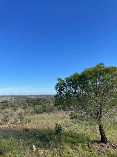 TERRENO RUSTICO COM 23.320 M2 - COM MUITAS ÁRVORES - ACESSO POR ASFALTO - PRÓXIMO A CORTE VELHA - ODELEITE - CASTRO MARIM - ALGARVE