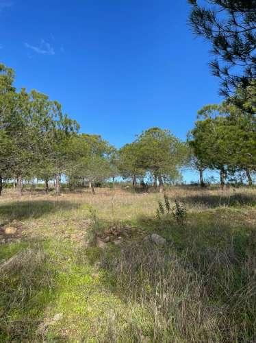 TERRENO RUSTICO COM 23.320 M2 - COM MUITAS ÁRVORES - ACESSO POR ASFALTO - PRÓXIMO A CORTE VELHA - ODELEITE - CASTRO MARIM - ALGARVE