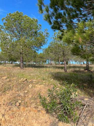 TERRENO RUSTICO COM 23.320 M2 - COM MUITAS ÁRVORES - ACESSO POR ASFALTO - PRÓXIMO A CORTE VELHA - ODELEITE - CASTRO MARIM - ALGARVE