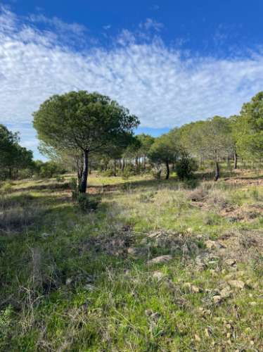 TERRENO RUSTICO COM 23.320 M2 - COM MUITAS ÁRVORES - ACESSO POR ASFALTO - PRÓXIMO A CORTE VELHA - ODELEITE - CASTRO MARIM - ALGARVE