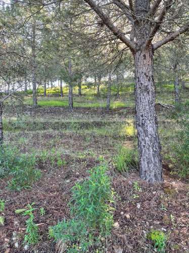 TERRENO COM 59.680 M² - COM POSSIBILIDADE DE CONSTRUÇÃO - HABITAÇÃO E/OU TURISMO - PRÓXIMO A CORTE VELHA - ODELEITE - CASTRO MARIM - ALGARVE