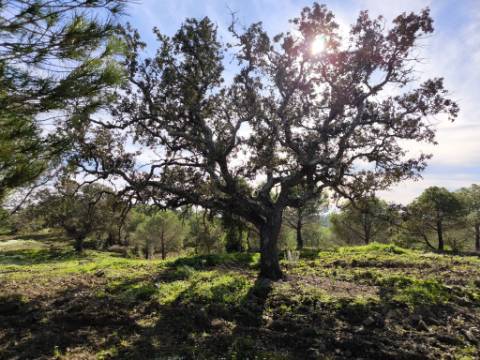 TERRENO COM 96.120 m² - COM POSSIBILIDADE DE CONSTRUÇÃO - VISTA LAGO - HABITAÇÃO E/OU TURISMO - PRÓXIMO À FOZ DE ODELEITE - CASTRO MARIM - ALGARVE