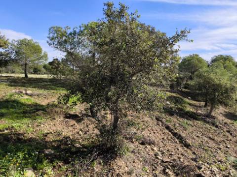 TERRENO COM 96.120 m² - COM POSSIBILIDADE DE CONSTRUÇÃO - VISTA LAGO - HABITAÇÃO E/OU TURISMO - PRÓXIMO À FOZ DE ODELEITE - CASTRO MARIM - ALGARVE