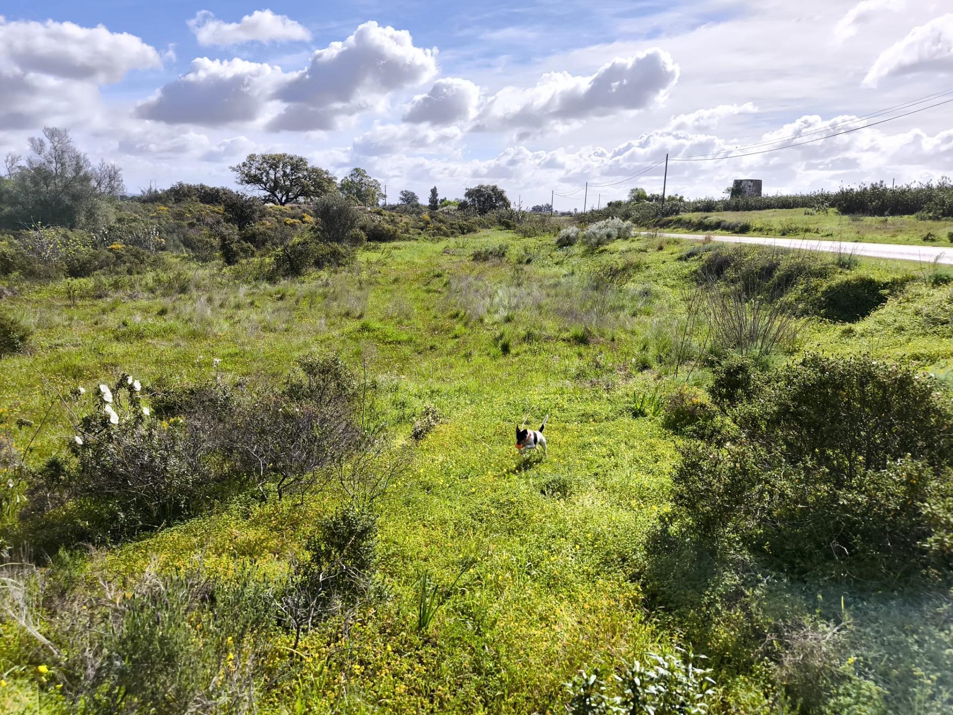 TERRENO RÚSTICO COM 3.4 HECTARES - COM POSSIBILIDADE DE CONSTRUÇÃO DE ARMAZÉM AGRICOLA - PRÓXIMO A ALDEIA DO AZINHAL EM CASTRO MARIM - ALGARVE