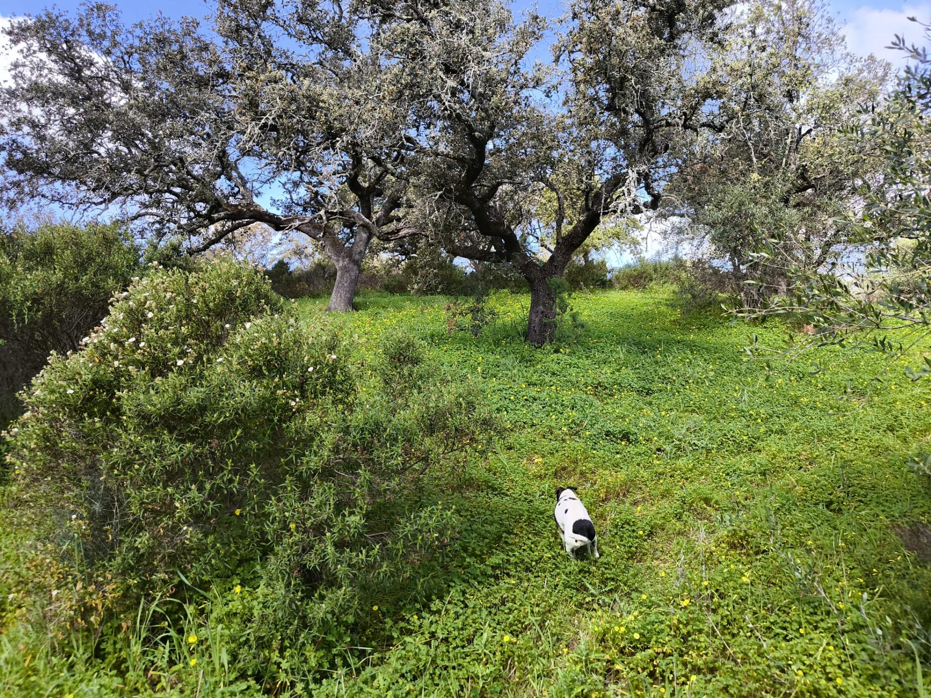 TERRENO RÚSTICO COM 3.4 HECTARES - COM POSSIBILIDADE DE CONSTRUÇÃO DE ARMAZÉM AGRICOLA - PRÓXIMO A ALDEIA DO AZINHAL EM CASTRO MARIM - ALGARVE