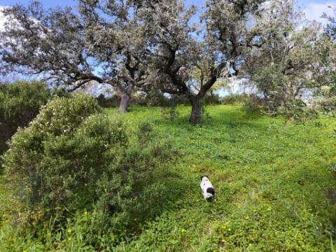 TERRENO RÚSTICO COM 3.4 HECTARES - COM POSSIBILIDADE DE CONSTRUÇÃO DE ARMAZÉM AGRICOLA - PRÓXIMO A ALDEIA DO AZINHAL EM CASTRO MARIM - ALGARVE