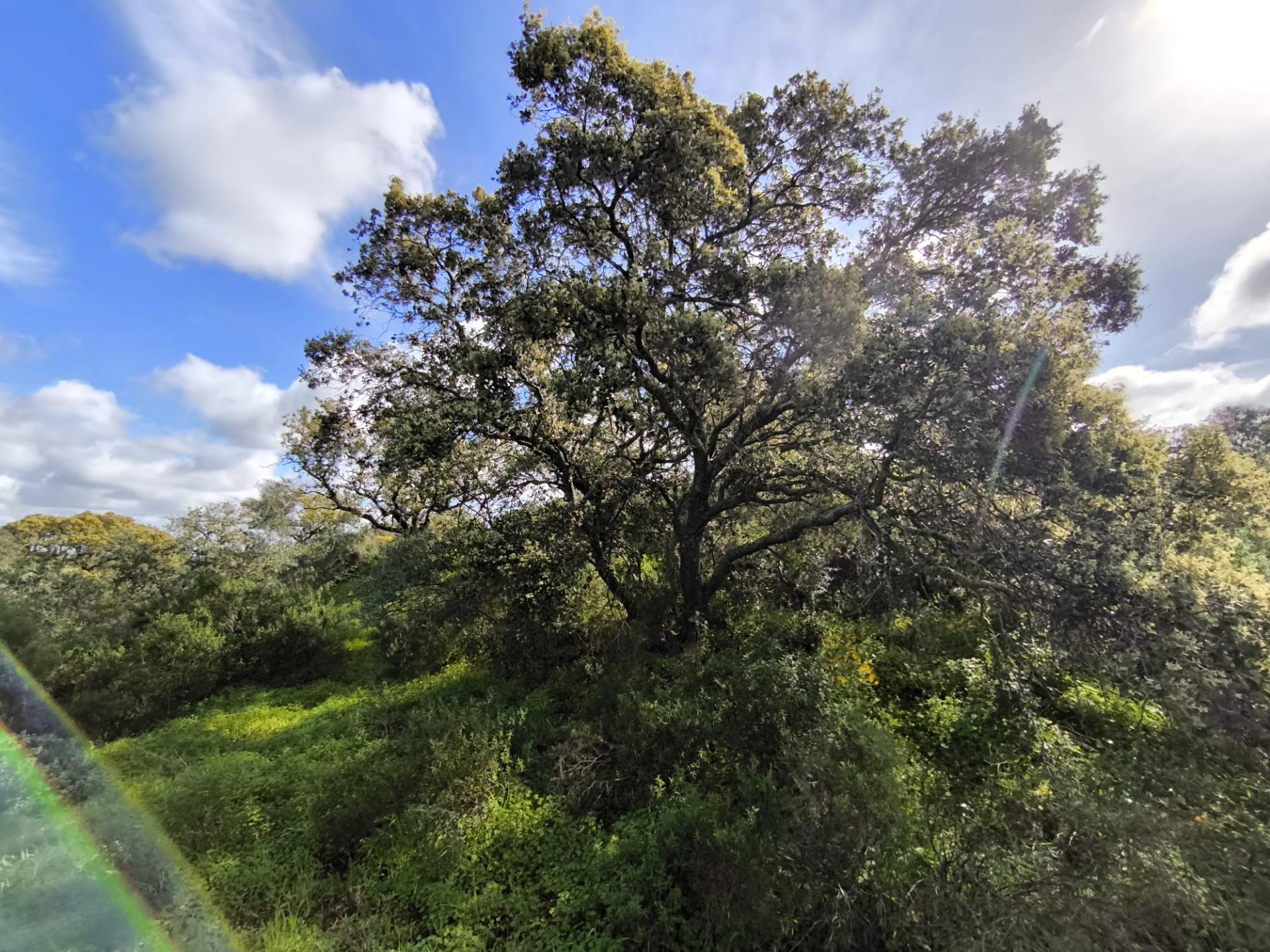 TERRENO RÚSTICO COM 3.4 HECTARES - COM POSSIBILIDADE DE CONSTRUÇÃO DE ARMAZÉM AGRICOLA - PRÓXIMO A ALDEIA DO AZINHAL EM CASTRO MARIM - ALGARVE