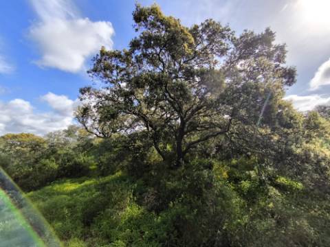TERRENO RÚSTICO COM 3.4 HECTARES - COM POSSIBILIDADE DE CONSTRUÇÃO DE ARMAZÉM AGRICOLA - PRÓXIMO A ALDEIA DO AZINHAL EM CASTRO MARIM - ALGARVE