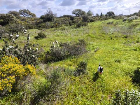 TERRENO RÚSTICO COM 3.4 HECTARES - COM POSSIBILIDADE DE CONSTRUÇÃO DE ARMAZÉM AGRICOLA - PRÓXIMO A ALDEIA DO AZINHAL EM CASTRO MARIM - ALGARVE
