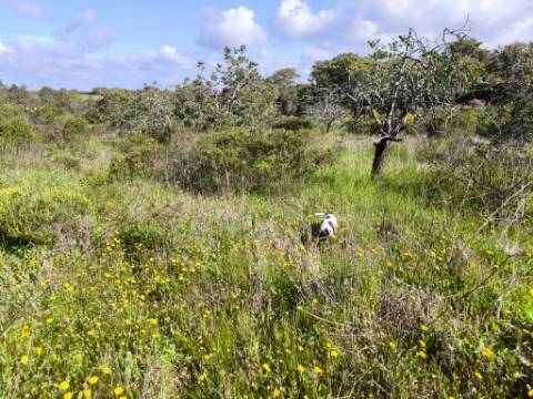 TERRENO RÚSTICO COM 3.4 HECTARES - COM POSSIBILIDADE DE CONSTRUÇÃO DE ARMAZÉM AGRICOLA - PRÓXIMO A ALDEIA DO AZINHAL EM CASTRO MARIM - ALGARVE