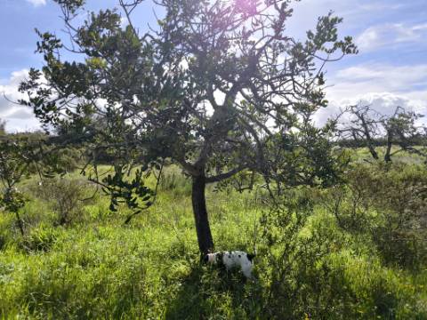 TERRENO RÚSTICO COM 3.4 HECTARES - COM POSSIBILIDADE DE CONSTRUÇÃO DE ARMAZÉM AGRICOLA - PRÓXIMO A ALDEIA DO AZINHAL EM CASTRO MARIM - ALGARVE