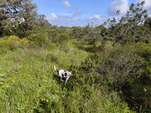 TERRENO RÚSTICO COM 3.4 HECTARES - COM POSSIBILIDADE DE CONSTRUÇÃO DE ARMAZÉM AGRICOLA - PRÓXIMO A ALDEIA DO AZINHAL EM CASTRO MARIM - ALGARVE