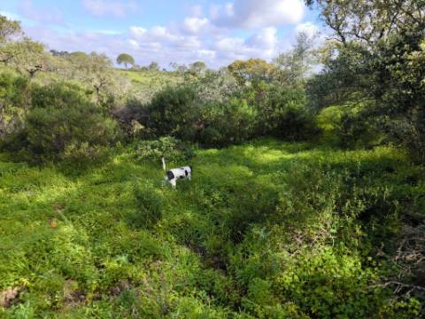 TERRENO RÚSTICO COM 3.4 HECTARES - COM POSSIBILIDADE DE CONSTRUÇÃO DE ARMAZÉM AGRICOLA - PRÓXIMO A ALDEIA DO AZINHAL EM CASTRO MARIM - ALGARVE