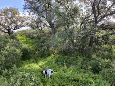TERRENO RÚSTICO COM 3.4 HECTARES - COM POSSIBILIDADE DE CONSTRUÇÃO DE ARMAZÉM AGRICOLA - PRÓXIMO A ALDEIA DO AZINHAL EM CASTRO MARIM - ALGARVE