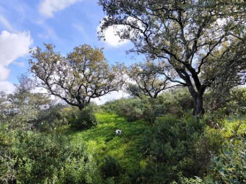 TERRENO RÚSTICO COM 3.4 HECTARES - COM POSSIBILIDADE DE CONSTRUÇÃO DE ARMAZÉM AGRICOLA - PRÓXIMO A ALDEIA DO AZINHAL EM CASTRO MARIM - ALGARVE
