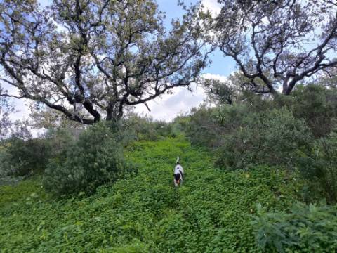 TERRENO RÚSTICO COM 3.4 HECTARES - COM POSSIBILIDADE DE CONSTRUÇÃO DE ARMAZÉM AGRICOLA - PRÓXIMO A ALDEIA DO AZINHAL EM CASTRO MARIM - ALGARVE