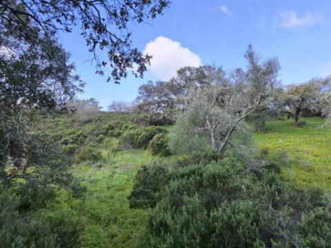 TERRENO RÚSTICO COM 3.4 HECTARES - COM POSSIBILIDADE DE CONSTRUÇÃO DE ARMAZÉM AGRICOLA - PRÓXIMO A ALDEIA DO AZINHAL EM CASTRO MARIM - ALGARVE