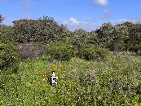 TERRENO RÚSTICO COM 3.4 HECTARES - COM POSSIBILIDADE DE CONSTRUÇÃO DE ARMAZÉM AGRICOLA - PRÓXIMO A ALDEIA DO AZINHAL EM CASTRO MARIM - ALGARVE