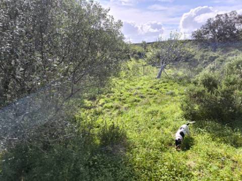 TERRENO RÚSTICO COM 3.4 HECTARES - COM POSSIBILIDADE DE CONSTRUÇÃO DE ARMAZÉM AGRICOLA - PRÓXIMO A ALDEIA DO AZINHAL EM CASTRO MARIM - ALGARVE
