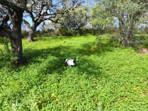 TERRENO RÚSTICO COM 3.4 HECTARES - COM POSSIBILIDADE DE CONSTRUÇÃO DE ARMAZÉM AGRICOLA - PRÓXIMO A ALDEIA DO AZINHAL EM CASTRO MARIM - ALGARVE