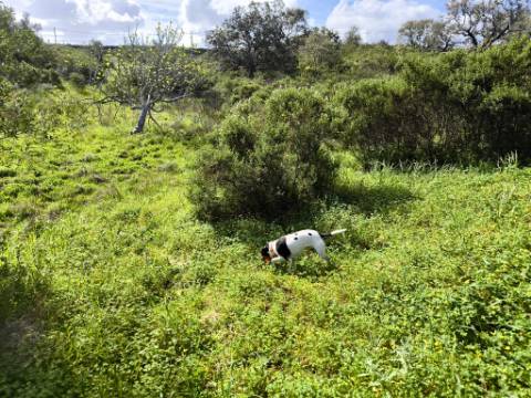 TERRENO RÚSTICO COM 3.4 HECTARES - COM POSSIBILIDADE DE CONSTRUÇÃO DE ARMAZÉM AGRICOLA - PRÓXIMO A ALDEIA DO AZINHAL EM CASTRO MARIM - ALGARVE