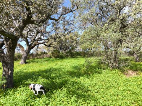 TERRENO RÚSTICO COM 3.4 HECTARES - COM POSSIBILIDADE DE CONSTRUÇÃO DE ARMAZÉM AGRICOLA - PRÓXIMO A ALDEIA DO AZINHAL EM CASTRO MARIM - ALGARVE