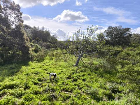 TERRENO RÚSTICO COM 3.4 HECTARES - COM POSSIBILIDADE DE CONSTRUÇÃO DE ARMAZÉM AGRICOLA - PRÓXIMO A ALDEIA DO AZINHAL EM CASTRO MARIM - ALGARVE