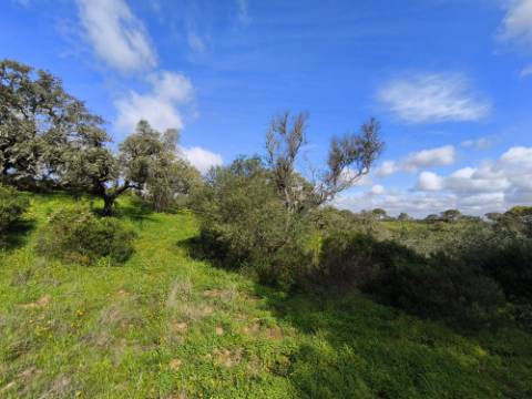 TERRENO RÚSTICO COM 3.4 HECTARES - COM POSSIBILIDADE DE CONSTRUÇÃO DE ARMAZÉM AGRICOLA - PRÓXIMO A ALDEIA DO AZINHAL EM CASTRO MARIM - ALGARVE