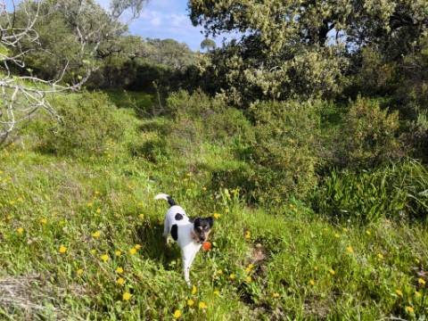 TERRENO RÚSTICO COM 3.4 HECTARES - COM POSSIBILIDADE DE CONSTRUÇÃO DE ARMAZÉM AGRICOLA - PRÓXIMO A ALDEIA DO AZINHAL EM CASTRO MARIM - ALGARVE