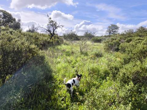 TERRENO RÚSTICO COM 3.4 HECTARES - COM POSSIBILIDADE DE CONSTRUÇÃO DE ARMAZÉM AGRICOLA - PRÓXIMO A ALDEIA DO AZINHAL EM CASTRO MARIM - ALGARVE