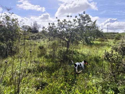 TERRENO RÚSTICO COM 3.4 HECTARES - COM POSSIBILIDADE DE CONSTRUÇÃO DE ARMAZÉM AGRICOLA - PRÓXIMO A ALDEIA DO AZINHAL EM CASTRO MARIM - ALGARVE