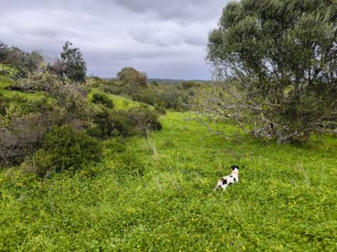 TERRENO RUSTICO COM 1.6 HECTARES - PRÓXIMO A ELETRICIDADE - PRÓXIMO A ALDEIA DO AZINHAL - EM CASTRO MARIM .- ALGARVE