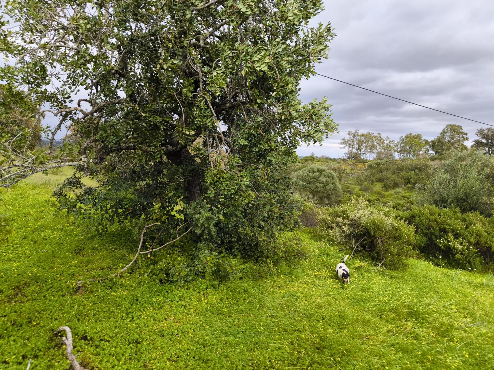 TERRENO RUSTICO COM 1.6 HECTARES - PRÓXIMO A ELETRICIDADE - PRÓXIMO A ALDEIA DO AZINHAL - EM CASTRO MARIM .- ALGARVE