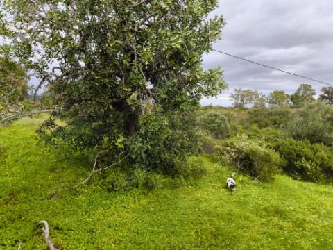 TERRENO RUSTICO COM 1.6 HECTARES - PRÓXIMO A ELETRICIDADE - PRÓXIMO A ALDEIA DO AZINHAL - EM CASTRO MARIM .- ALGARVE