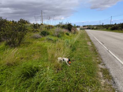 TERRENO RUSTICO COM 1.6 HECTARES - PRÓXIMO A ELETRICIDADE - PRÓXIMO A ALDEIA DO AZINHAL - EM CASTRO MARIM .- ALGARVE
