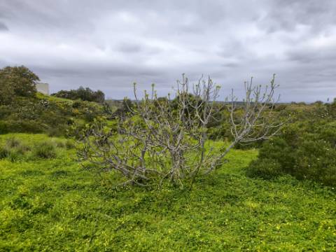 TERRENO RUSTICO COM 1.6 HECTARES - PRÓXIMO A ELETRICIDADE - PRÓXIMO A ALDEIA DO AZINHAL - EM CASTRO MARIM .- ALGARVE