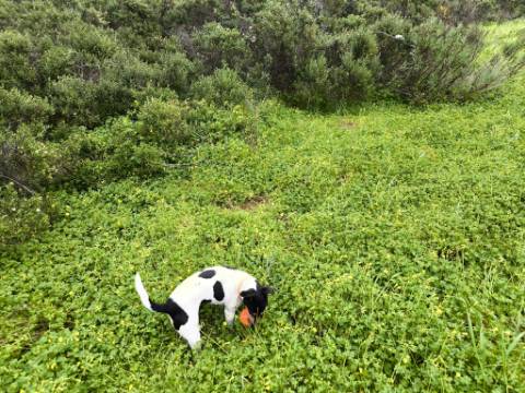 TERRENO RUSTICO COM 1.6 HECTARES - PRÓXIMO A ELETRICIDADE - PRÓXIMO A ALDEIA DO AZINHAL - EM CASTRO MARIM .- ALGARVE
