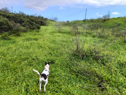 TERRENO RUSTICO COM 1.6 HECTARES - PRÓXIMO A ELETRICIDADE - PRÓXIMO A ALDEIA DO AZINHAL - EM CASTRO MARIM .- ALGARVE