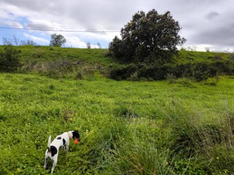 TERRENO RUSTICO COM 1.6 HECTARES - PRÓXIMO A ELETRICIDADE - PRÓXIMO A ALDEIA DO AZINHAL - EM CASTRO MARIM .- ALGARVE