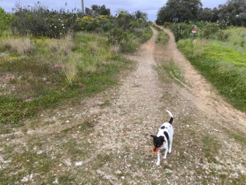 TERRENO RUSTICO COM 1.6 HECTARES - PRÓXIMO A ELETRICIDADE - PRÓXIMO A ALDEIA DO AZINHAL - EM CASTRO MARIM .- ALGARVE