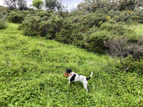 TERRENO RUSTICO COM 1.6 HECTARES - PRÓXIMO A ELETRICIDADE - PRÓXIMO A ALDEIA DO AZINHAL - EM CASTRO MARIM .- ALGARVE