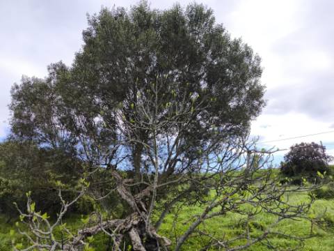 TERRENO RUSTICO COM 1.6 HECTARES - PRÓXIMO A ELETRICIDADE - PRÓXIMO A ALDEIA DO AZINHAL - EM CASTRO MARIM .- ALGARVE