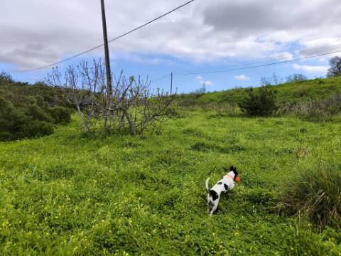 TERRENO RUSTICO COM 1.6 HECTARES - PRÓXIMO A ELETRICIDADE - PRÓXIMO A ALDEIA DO AZINHAL - EM CASTRO MARIM .- ALGARVE