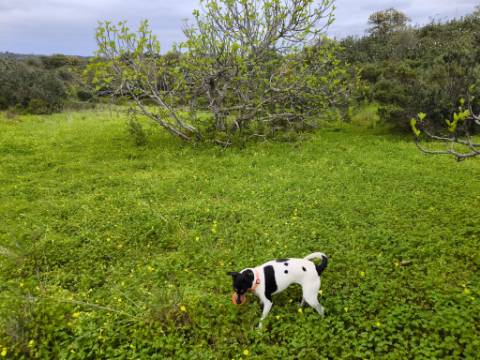 TERRENO RUSTICO COM 1.6 HECTARES - PRÓXIMO A ELETRICIDADE - PRÓXIMO A ALDEIA DO AZINHAL - EM CASTRO MARIM .- ALGARVE
