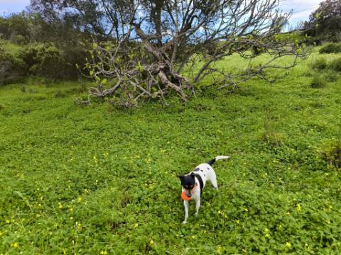 TERRENO RUSTICO COM 1.6 HECTARES - PRÓXIMO A ELETRICIDADE - PRÓXIMO A ALDEIA DO AZINHAL - EM CASTRO MARIM .- ALGARVE